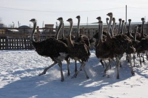 Профсоюзная организация приглашает на страусиную ферму