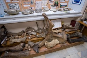 Часть палеонтологической коллекции Музея ТИУ